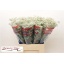 product/img.floraplaza.nl/LGYPMILS-LIVE_fotos-0x63C323D4228C41CFF6EE60A4E9F017FC96F900FD.jpg