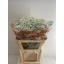 product/img.floraplaza.nl/LGYPMILS-LIVE_fotos-0x6C50864BD5D0719F957907323C805515D873BEF0.jpg