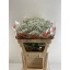 product/img.floraplaza.nl/LGYPMILS-LIVE_fotos-0xDFB7D26574C7ED9023944EAEFE6D9CDF5C807C4E.jpg