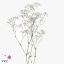 product/img.floraplaza.nl/LGYPX-ART_Fotos-VBN-vbn110252.jpg