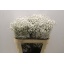 product/img.floraplaza.nl/LGYPX-ASSORTI_fotos-MVA-Gyps xlence.JPG