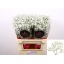 product/img.floraplaza.nl/LGYPX-LIVE_fotos-0x01B40085E433FC9DF8AC9FD28D51807A4DFB3142.jpg