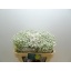 product/img.floraplaza.nl/LGYPX-LIVE_fotos-0x1D1E5BCCDE2E9BBCF592FFA1E19CEB1258136BE6.jpg