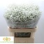 product/img.floraplaza.nl/LGYPX-LIVE_fotos-0x3783CE519E56DE9191DDAACA36CA75DFAD022C4D.jpg