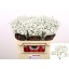 product/img.floraplaza.nl/LGYPX-LIVE_fotos-0x5DAE9A55328B8842C5C4AA13395BC34E1FD74B86.jpg