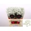 product/img.floraplaza.nl/LGYPX-LIVE_fotos-0xCC95D3ED22023895975655ED9B7F8F083D80CA64.jpg