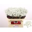 product/img.floraplaza.nl/LGYPX-LIVE_fotos-0xD65B184BF3469657115A76D3018C0C5FFFF893D5.jpg