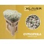 product/img.floraplaza.nl/LGYPX-LIVE_fotos-0xDEA466C7F5F837AD45E1E632F306C2FC71881A62.jpg