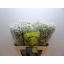 product/img.floraplaza.nl/LGYPX-LIVE_fotos-0xDF9B19F9415C1D323CD8C67DCD290284E83DCBC0.jpg