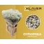product/img.floraplaza.nl/LGYPX-LIVE_fotos-0xEABB2BF0906960872B7115AB42C6D366E20EA740.jpg