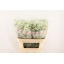 product/img.floraplaza.nl/LGYPX-LIVE_fotos-0xF7EADE7A4CEDD54FB207299A98AD97A99E048540.jpg