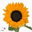 product/img.floraplaza.nl/LHELORAF65-ART_fotos-VBN-vbn111783.jpg