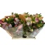 product/img.floraplaza.nl/LHELPU-LIVE_fotos-0x74826621771976FFA87D0402B58475BE722402D5.jpg