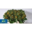 product/img.floraplaza.nl/LHELSUNOR6-ART_fotos-Kwekers NL-KMB - Helianthus 60cm.jpg