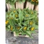 product/img.floraplaza.nl/LHELSUNOR6-ASSORTI_fotos-MVA-de Groot - Helianthus.jpg