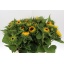 product/img.floraplaza.nl/LHELSUNOR6-ASSORTI_fotos-OZI-helianthus medium.jpg