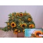 product/img.floraplaza.nl/LHELSUNOR6-LIVE_fotos-0x061D5B9307A5B77DD510C8E00BF03597B6CE1951.jpg