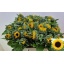 product/img.floraplaza.nl/LHELSUNOR6-LIVE_fotos-0x2934A8E4ACB616E0609E6639EA8BB694921617E2.jpg