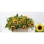 product/img.floraplaza.nl/LHELSUNOR6-LIVE_fotos-0xB9AE45CC2580A317B1C0E58D914302AA96846FD9.jpg