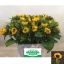 product/img.floraplaza.nl/LHELSUNOR6-LIVE_fotos-0xBD61541D7A7F907A40E1F0D295940B0C18C59FAF.jpg