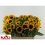 product/img.floraplaza.nl/LHELSUNOR6-LIVE_fotos-0xC5B326284D912D8AACEAECAB2084C71BC0E54920.jpg