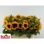 product/img.floraplaza.nl/LHELSUNOR6-LIVE_fotos-0xE5FDD33AFB9C78D739FE262EB0AB79BA859828AA.jpg