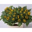 product/img.floraplaza.nl/LHELSUNOR7-LIVE_fotos-0x45A533F818E52D31098710C038E3D77D942057E2.jpg