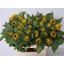 product/img.floraplaza.nl/LHELSUNOR7-LIVE_fotos-0xA1CE78E793F2741502246A3927286FA9F97FD986.jpg