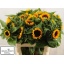 product/img.floraplaza.nl/LHELSUNOR8-LIVE_fotos-0x0A4D60A3BFDDC0B26D1F03387D9A3222174E8D83.jpg