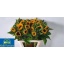 product/img.floraplaza.nl/LHELSUNOR8-LIVE_fotos-0x6A2DA7CA4E4B5CB6125BFCB8694E171DC3222FDB.jpg