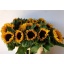 product/img.floraplaza.nl/LHELSUNOR8-LIVE_fotos-0x936DE50BC959BFECD49B5712F5A1ABB87C7EE5D3.jpg