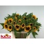 product/img.floraplaza.nl/LHELSUNOR8-LIVE_fotos-0xAB5AE4E3A28E82E4AC918CAD5EBE2749EC83D54B.jpg