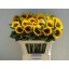 product/img.floraplaza.nl/LHELSUNOR8-LIVE_fotos-0xB7DA7E3A12F2591C322EBFCE5D2D54313D1B7F06.jpg