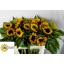 product/img.floraplaza.nl/LHELSUNOR8-LIVE_fotos-0xB97BC897404FC2050A86E174E4D783F9758A1FAE.jpg