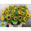 product/img.floraplaza.nl/LHELSUNOR8-LIVE_fotos-0xBC7087D62A17AF0D5D2F7E94EEFD0B7A7869DE1A.jpg
