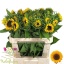 product/img.floraplaza.nl/LHELSUNOR8-LIVE_fotos-0xC45E083D7FA68EF902055B0B916C48EC1D4FDDCD.jpg