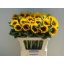 product/img.floraplaza.nl/LHELSUNOR8-LIVE_fotos-0xCE0DBCD431FC6D2C071F9E31CD54BACDF06FF648.jpg