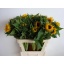 product/img.floraplaza.nl/LHELSUNOR8-LIVE_fotos-0xCF788A1757A8D27D27C5BE036E4DD54C97DA4577.jpg
