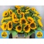 product/img.floraplaza.nl/LHELSUNOR8-LIVE_fotos-0xE42AF7364CB93DF02630E207F765FE594491D751.jpg