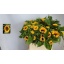 product/img.floraplaza.nl/LHELSUNOR8-LIVE_fotos-0xEEC2DF054FC09E4B76C187F86B64CD73BACB9EA8.jpg