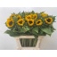 product/img.floraplaza.nl/LHELSUNOR8-LIVE_fotos-0xF70A7A3AC894FF171FC01CF971F8AABF5A974F8C.jpg