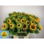 product/img.floraplaza.nl/LHELSUNP8-LIVE_fotos-0x321BF2C8AA19C20FD8C191A0C076B7399F7DE538.jpg