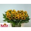 product/img.floraplaza.nl/LHELSUNP8-LIVE_fotos-0x42A954070696436F92BABED14EF5B8D60B6B87FB.jpg