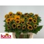 product/img.floraplaza.nl/LHELSUNP8-LIVE_fotos-0xA255DD2225E1D7CD7C1270CBA4300F9B031B8125.jpg