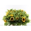 product/img.floraplaza.nl/LHELSUNP8-LIVE_fotos-0xB85DE55E8252DF99A0D9110A12C37663B500C980.jpg