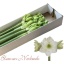 product/img.floraplaza.nl/LHIPCAS-LIVE_fotos-0xB66DA7D0939681BBBE24F39C15674CD8359A8625.jpg