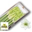 product/img.floraplaza.nl/LHIPCAS-LIVE_fotos-0xC91BE14384FFBF61CA0DF16FAC425E5E28AE784A.jpg