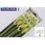 product/img.floraplaza.nl/LHIPMOB-ASSORTI_fotos-MVA-vd Ende - Hippeastrum mont blanc x12.jpg