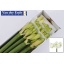 product/img.floraplaza.nl/LHIPMOB-LIVE_fotos-0x240FF01AD609DF76D2907FED53B2BFC50BEDB55A.jpg