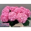 product/img.floraplaza.nl/LHORADO8-LIVE_fotos-0x2DFE6AFFCA84BED929936B293F05A9875FD40E7D.jpg